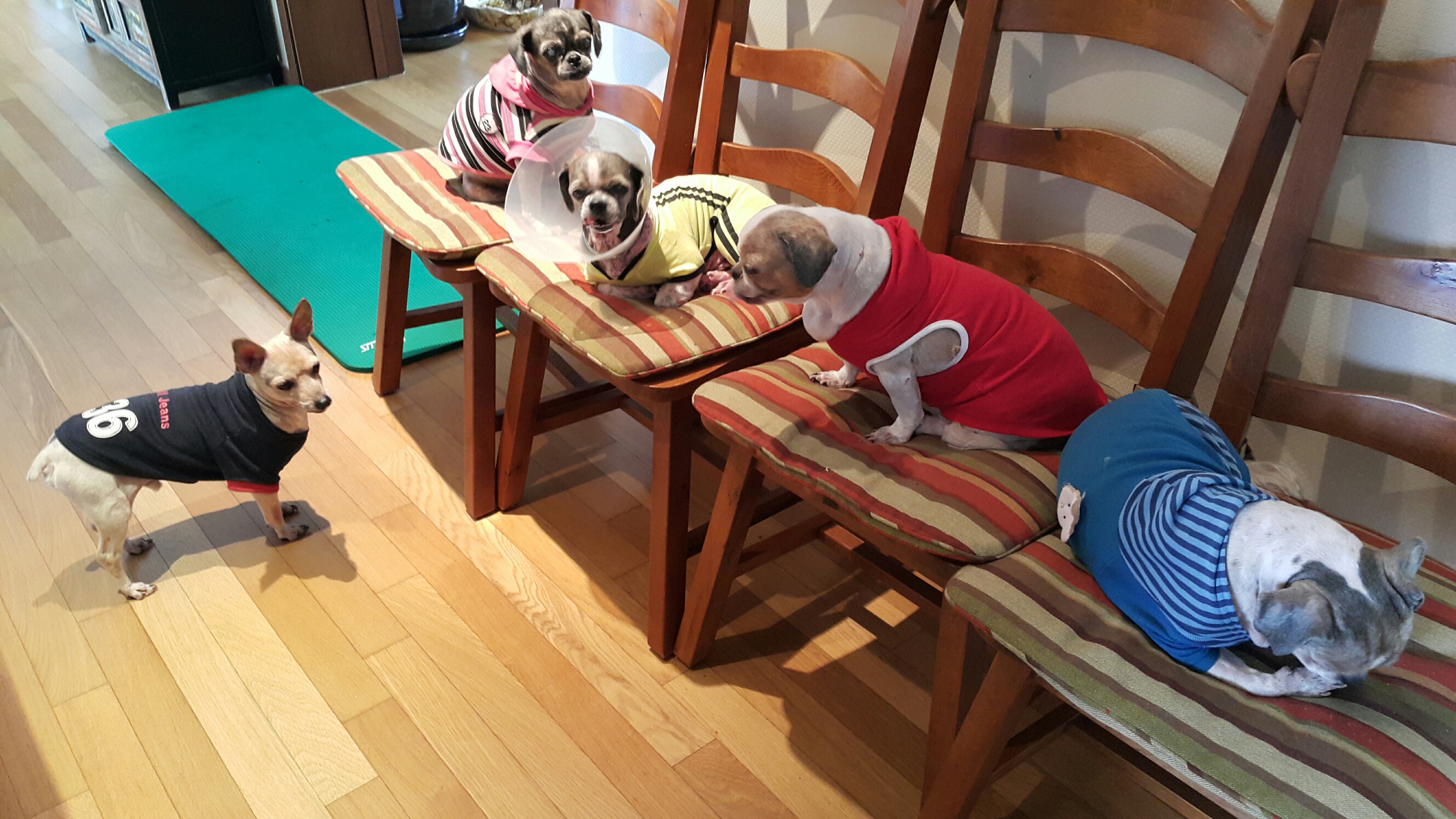 예삐... 인사드립니다