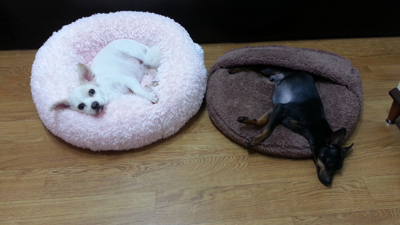 오랜만에  셔리 인사 드려요~