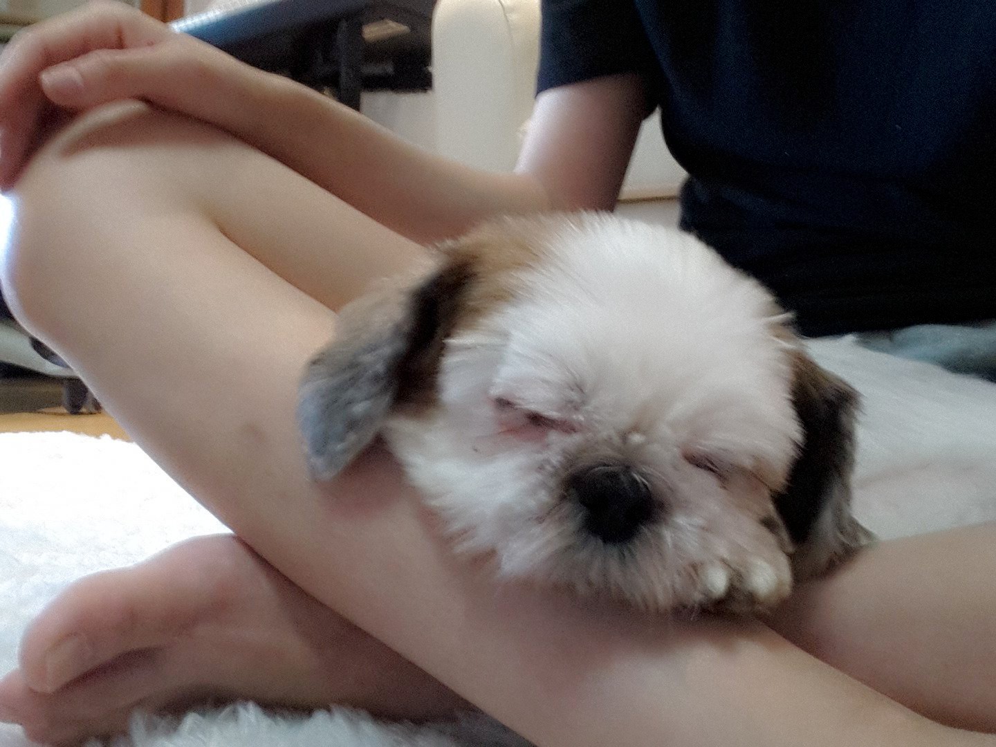 (사이먼) 순돌이 한달째 후기입니다.