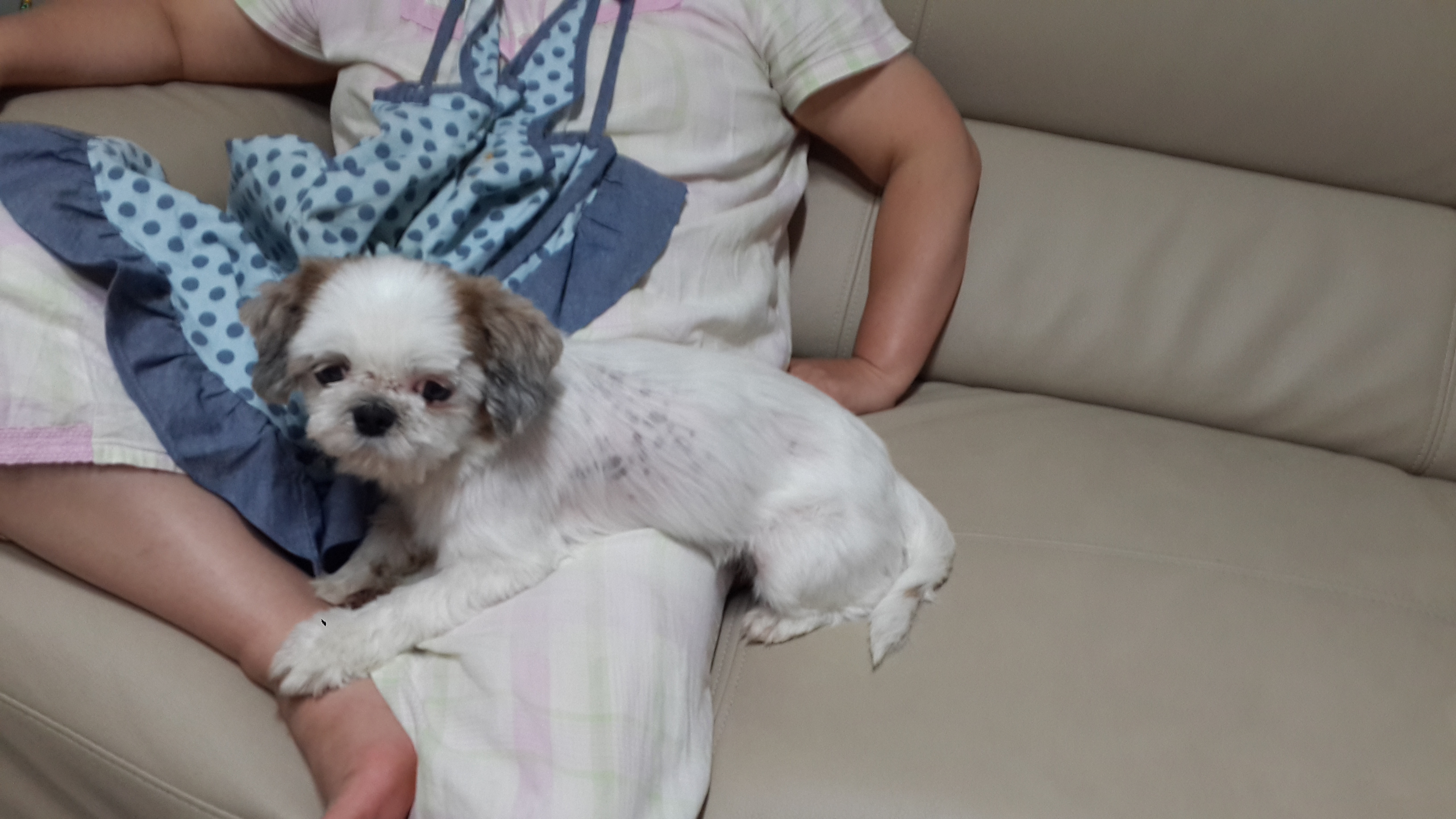 (사이먼) 순돌이 한달째 후기입니다.