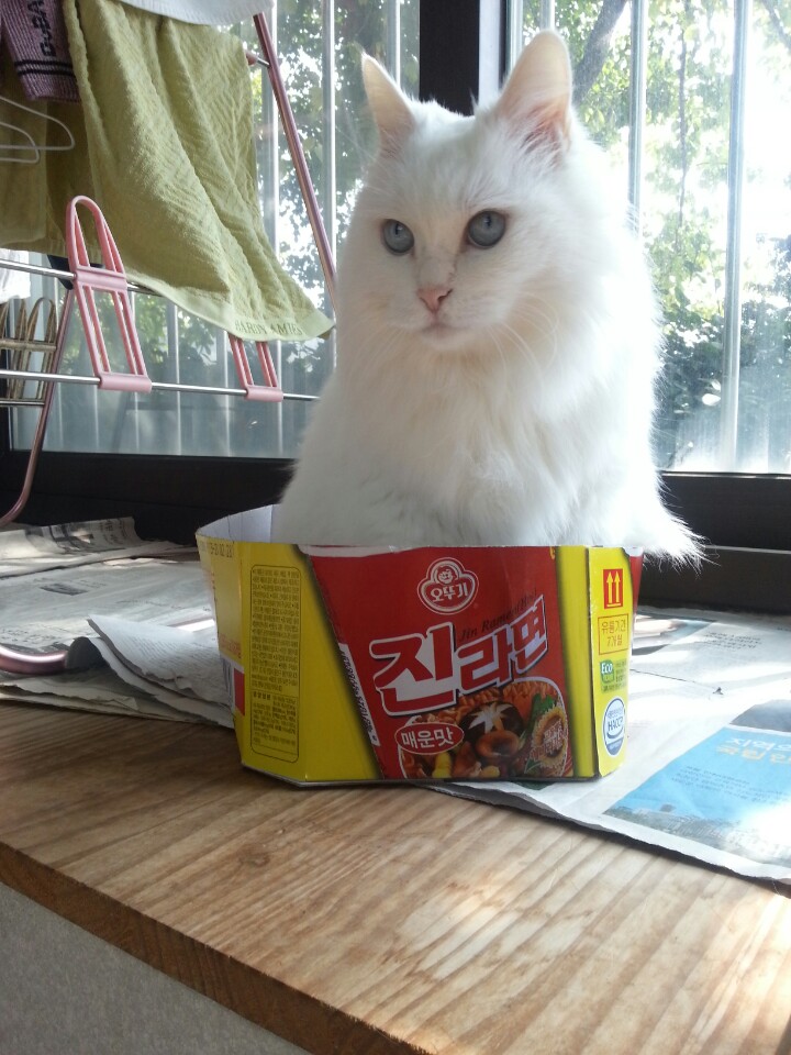 작년7월에 입양한 마리