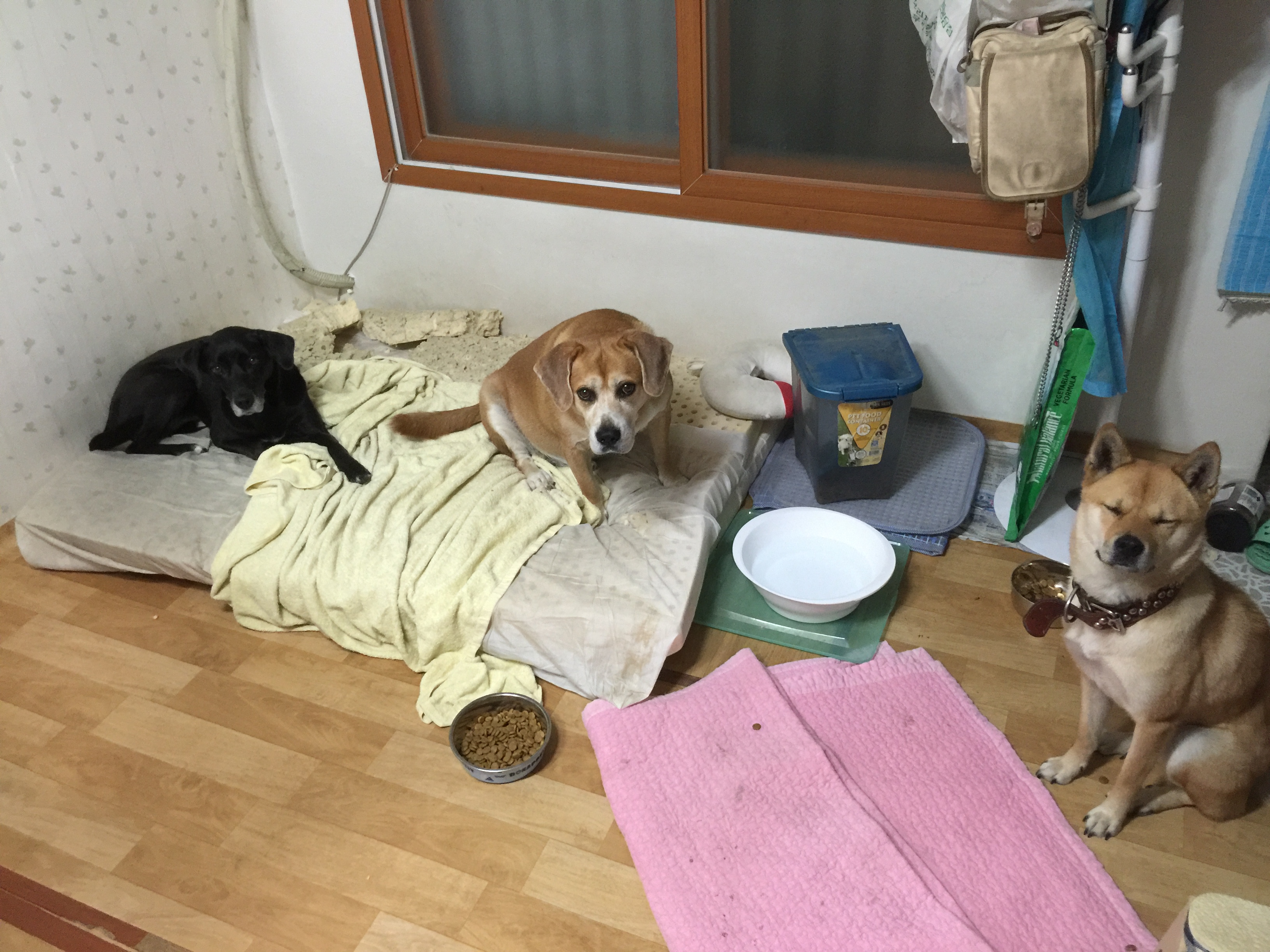 7월8일 데려온 행신이(지금은 '들'이란 이름입니다) 엄청 늦은 후기입니다