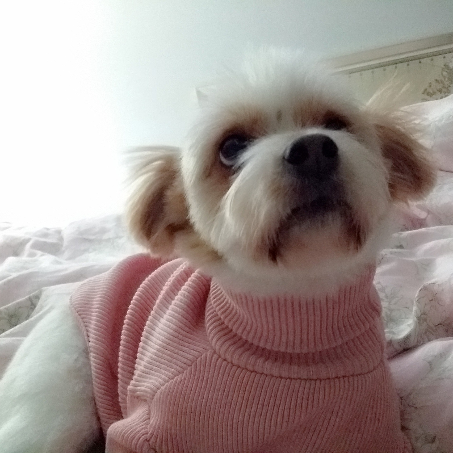 나이 거꾸로 먹는 동안견 뚱순이 