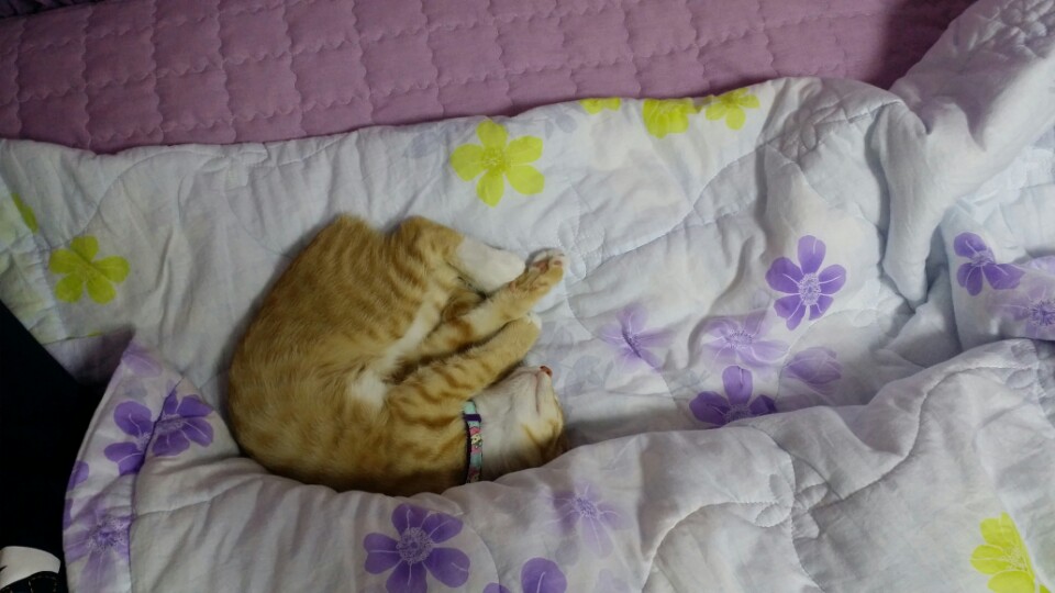 꼬미 입양후기