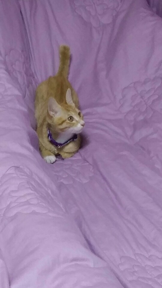 꼬미 입양후기