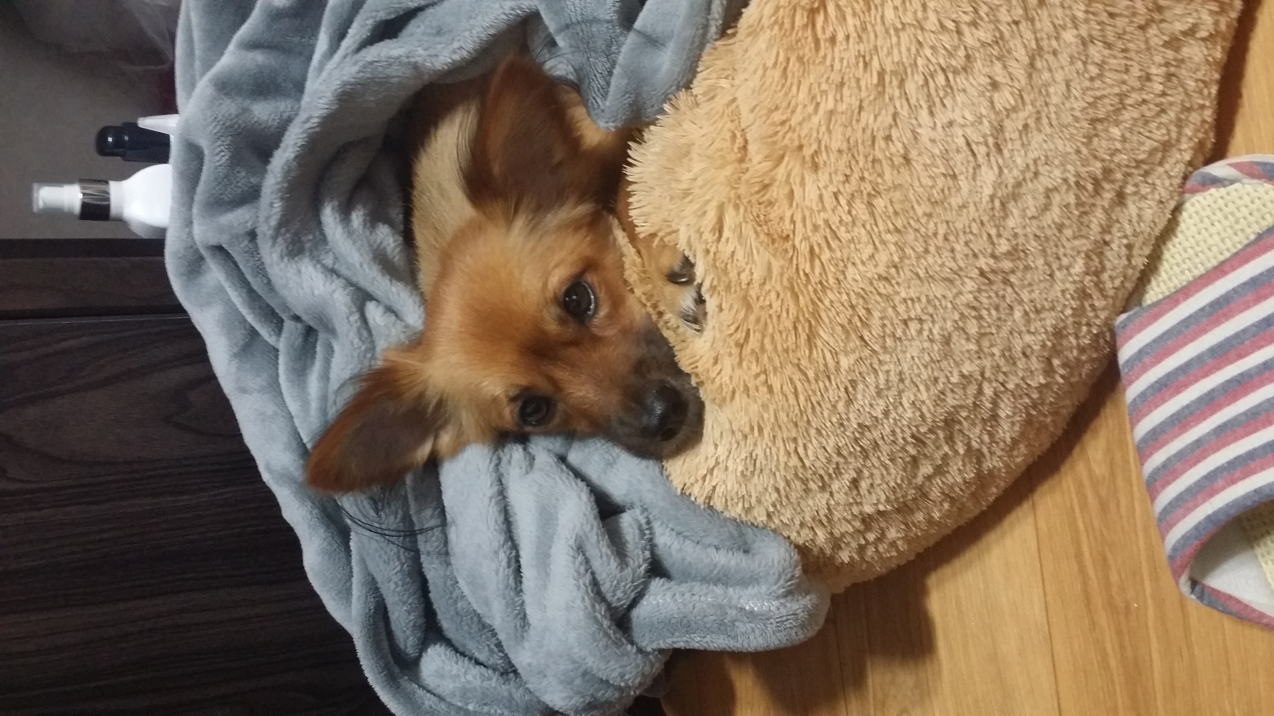 치노 심장사상충 치료받고 있어요