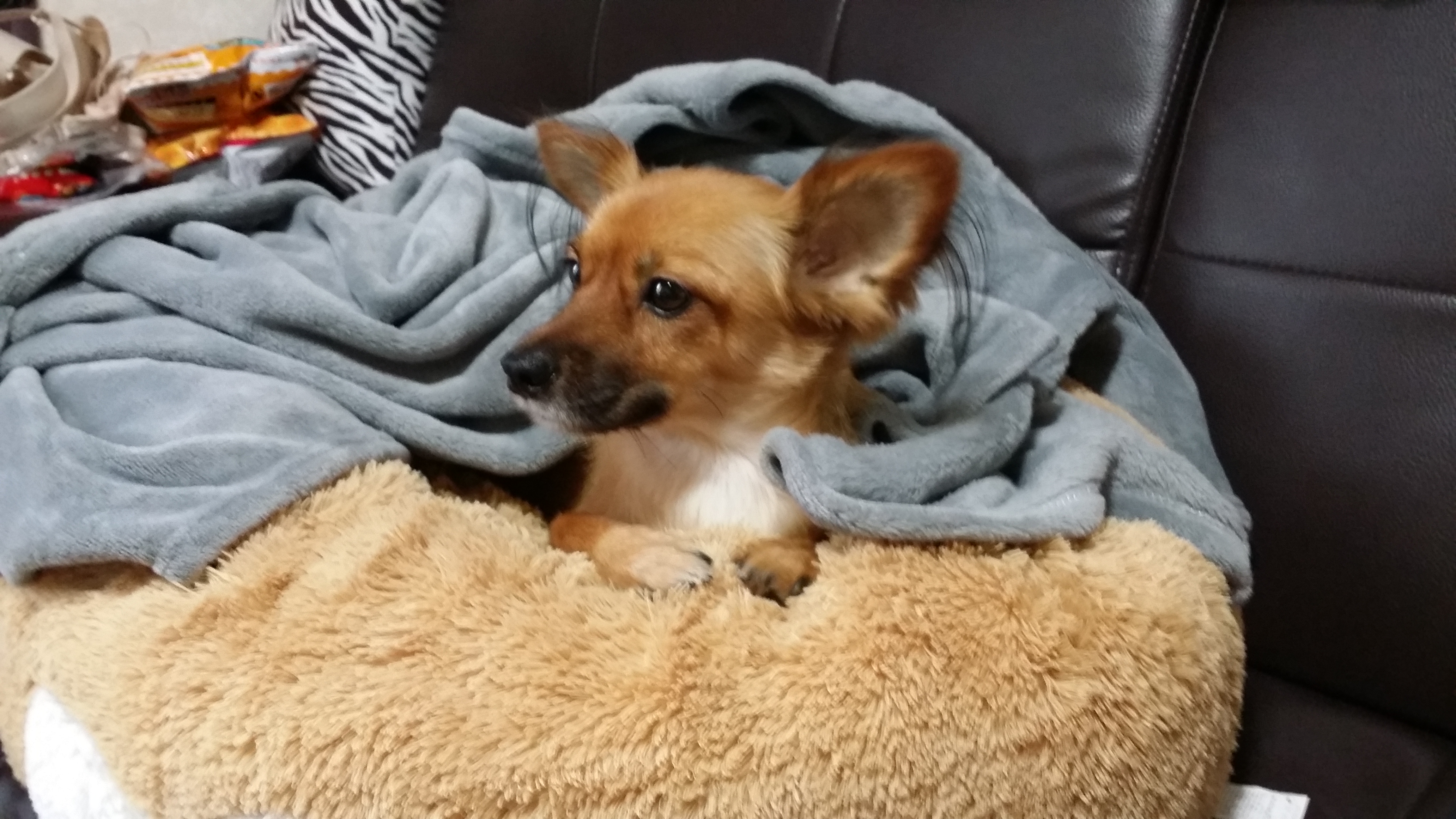 치노 심장사상충 치료받고 있어요