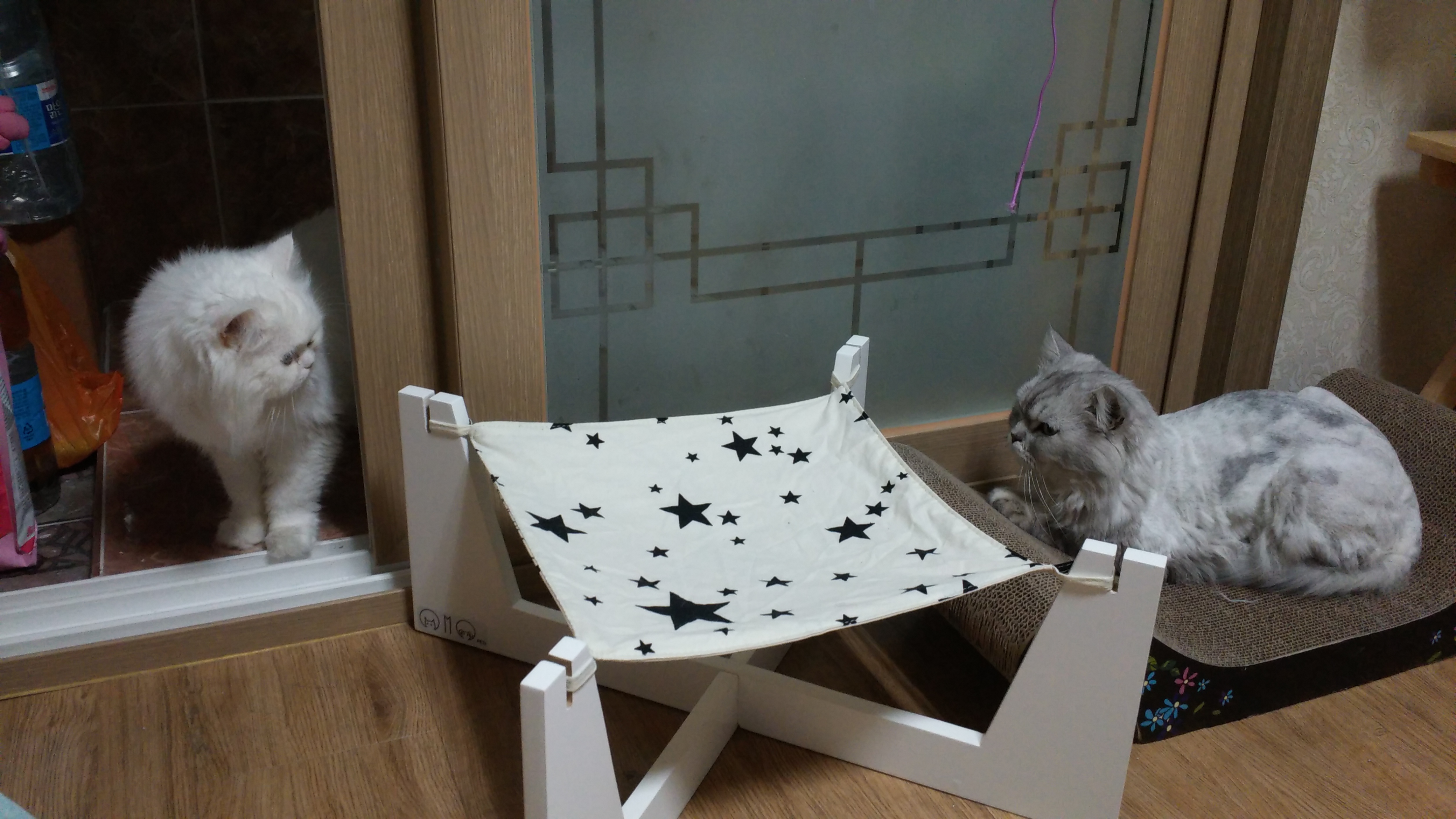 임보중인 앙꼬 자기집처럼 잘 지내요^^