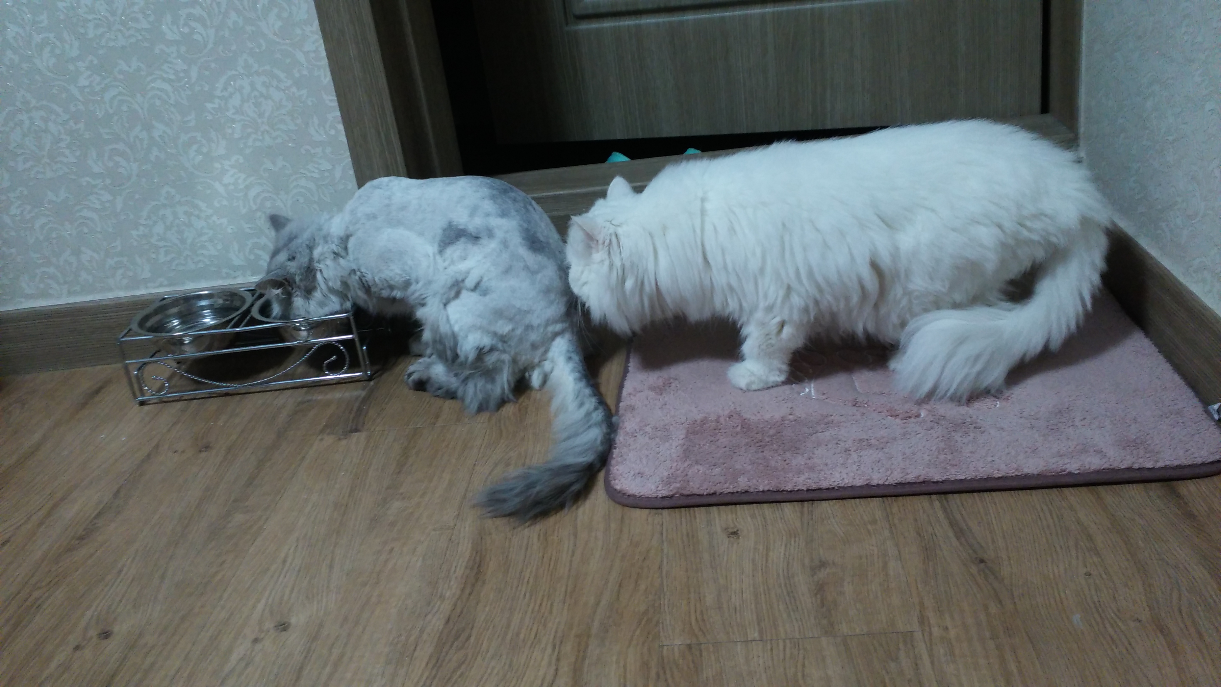 임보중인 앙꼬 자기집처럼 잘 지내요^^