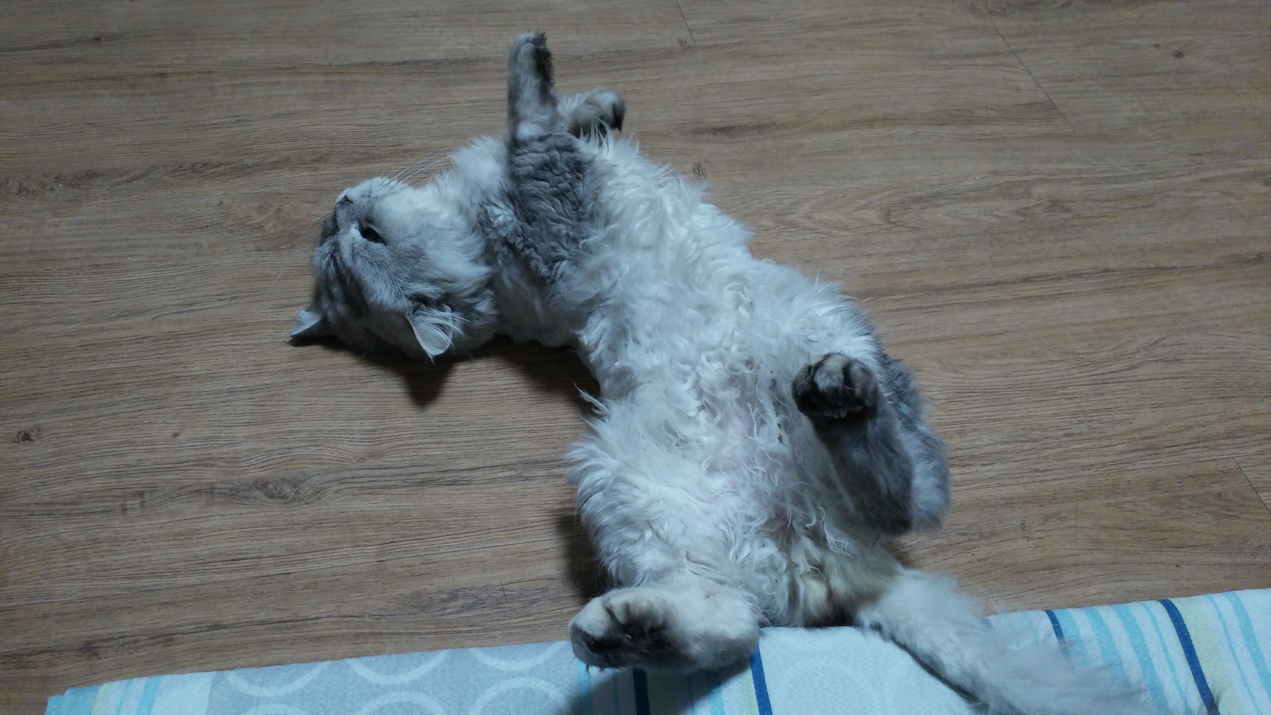 임보중인 앙꼬 자기집처럼 잘 지내요^^