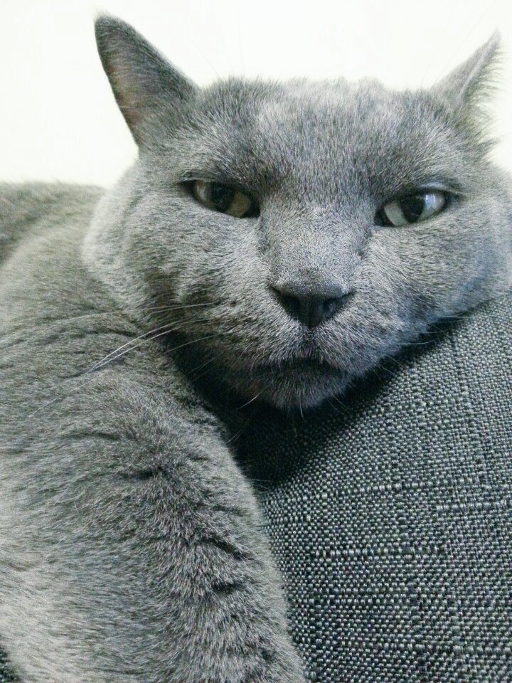 밍밍이 입양후기~~^^