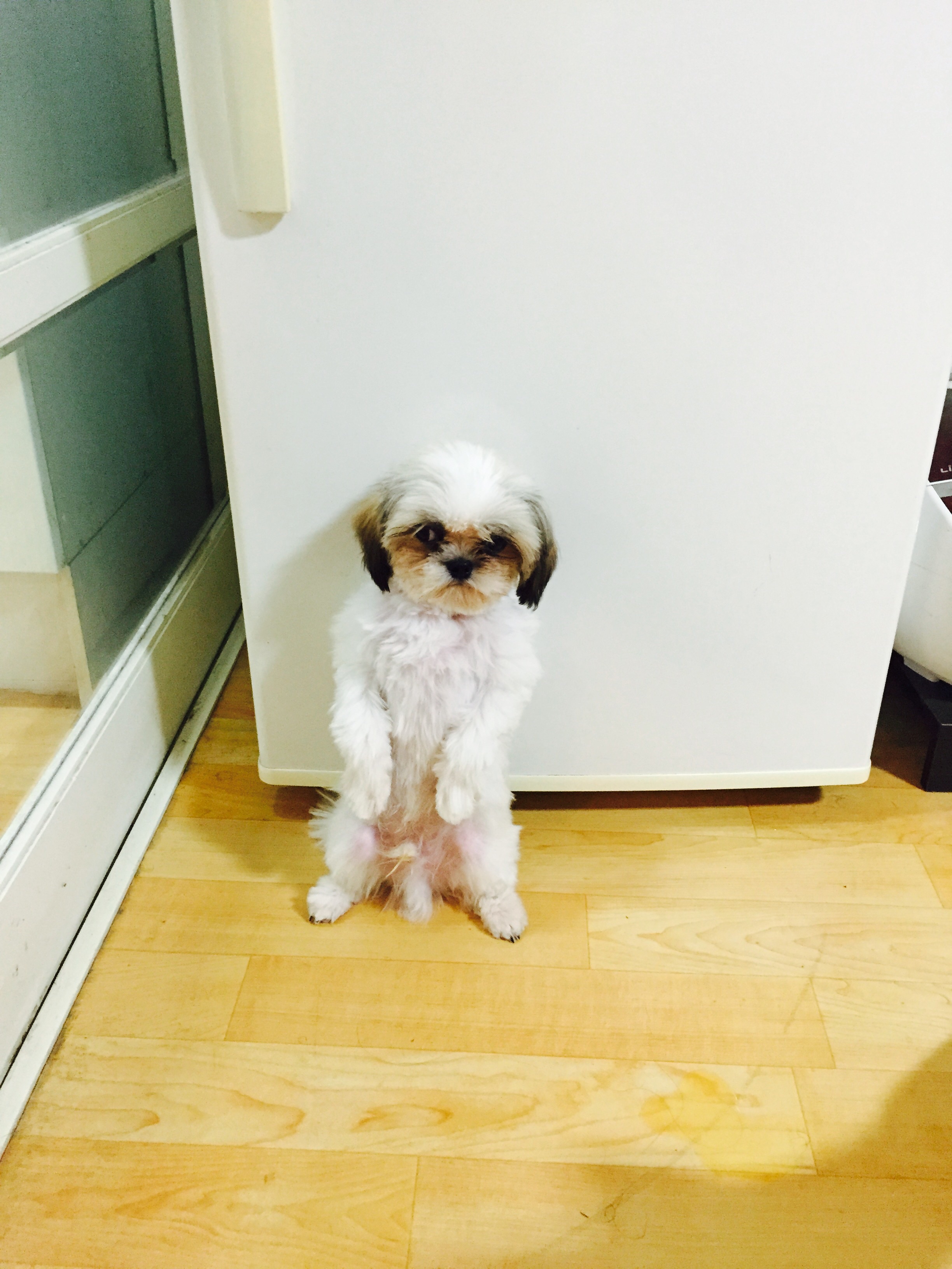 초코(샹디) 3개월째 입양후기