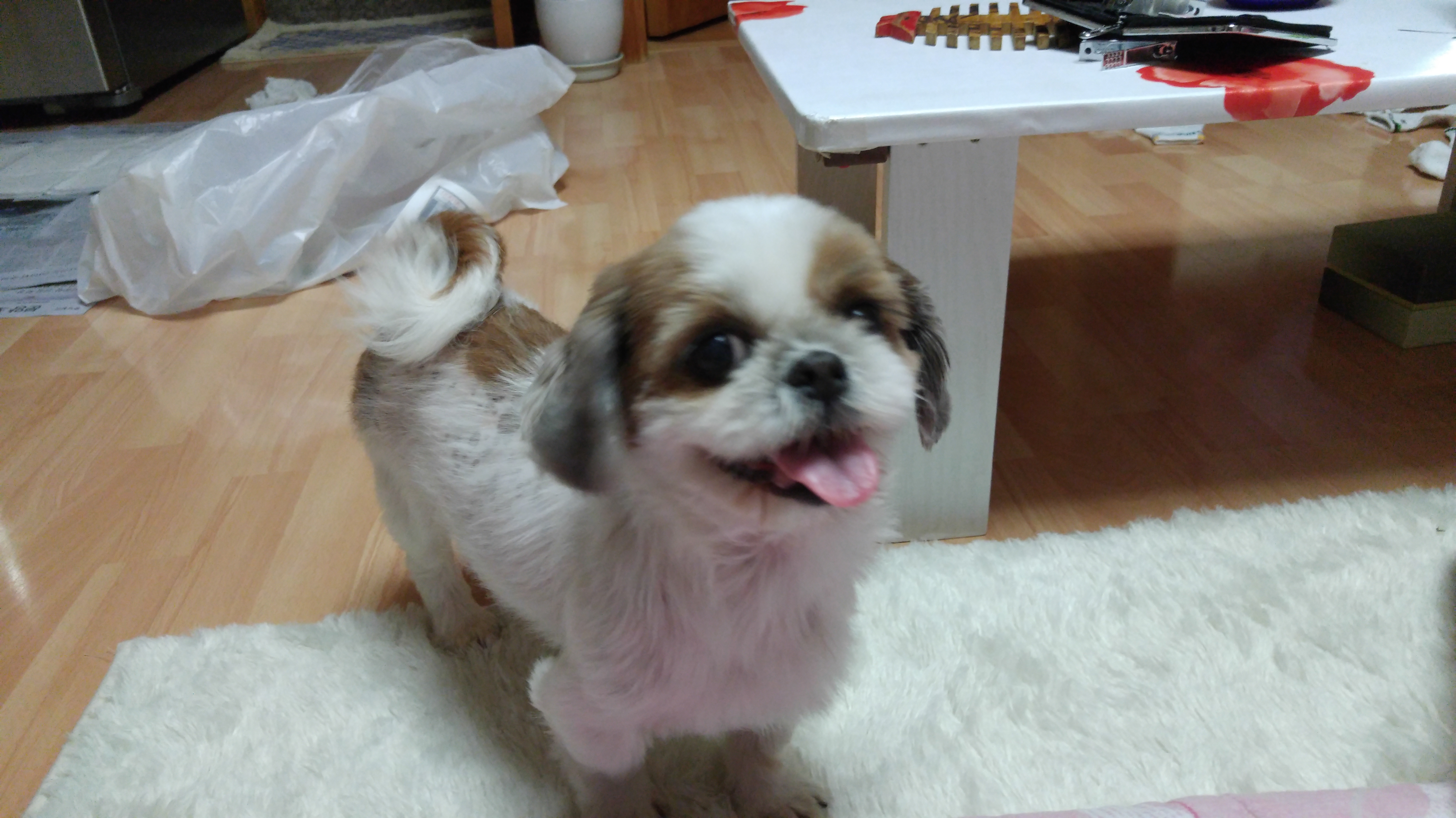 11/20 우리 가족이 된 쌈지를 소개합니다.