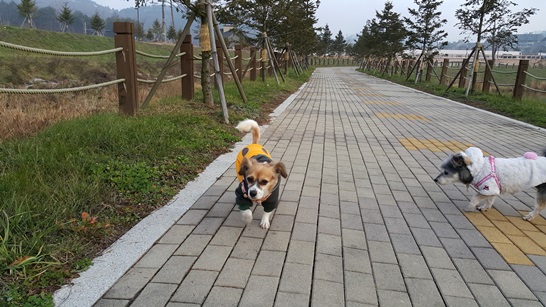 보리 온지 3개월이 지났네요^^