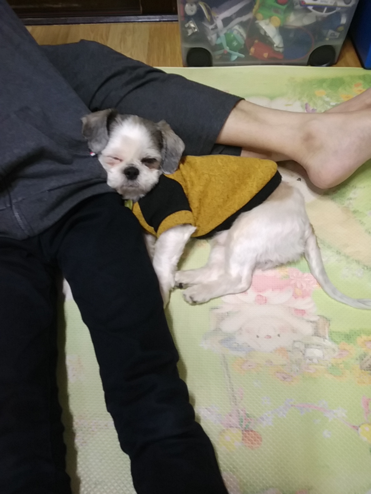 참이 첫번째 입양후기입니다.