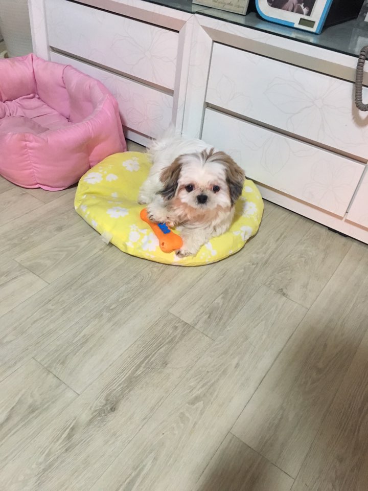 우리 순돌이(구 사이먼) 3개월 후기 올립니다. ^^