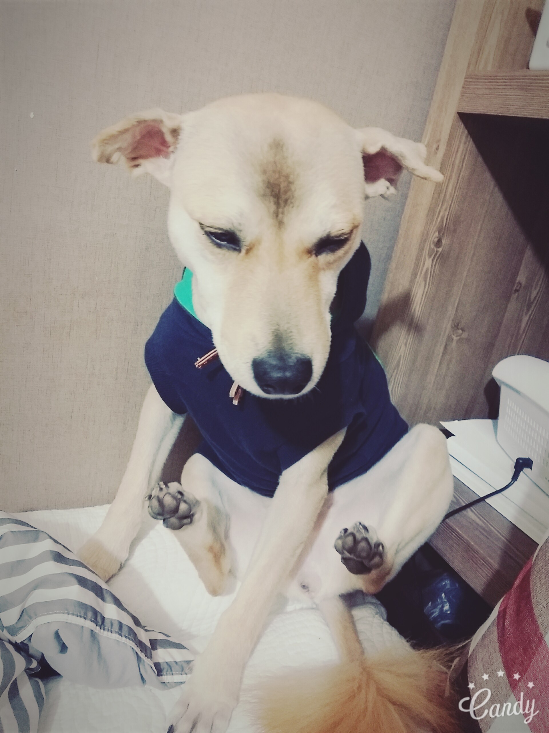 금비 입양 한달째