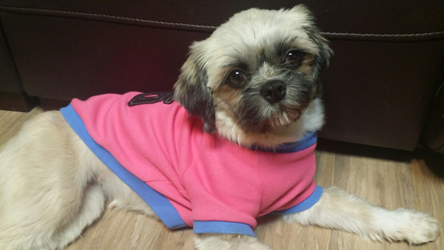 마음이가 집에 온 꼭 일주일째입니다!