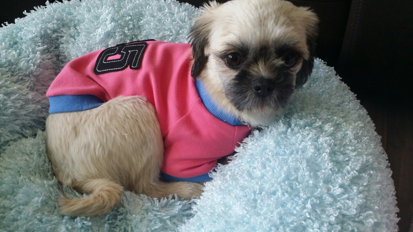 마음이가 집에 온 꼭 일주일째입니다!