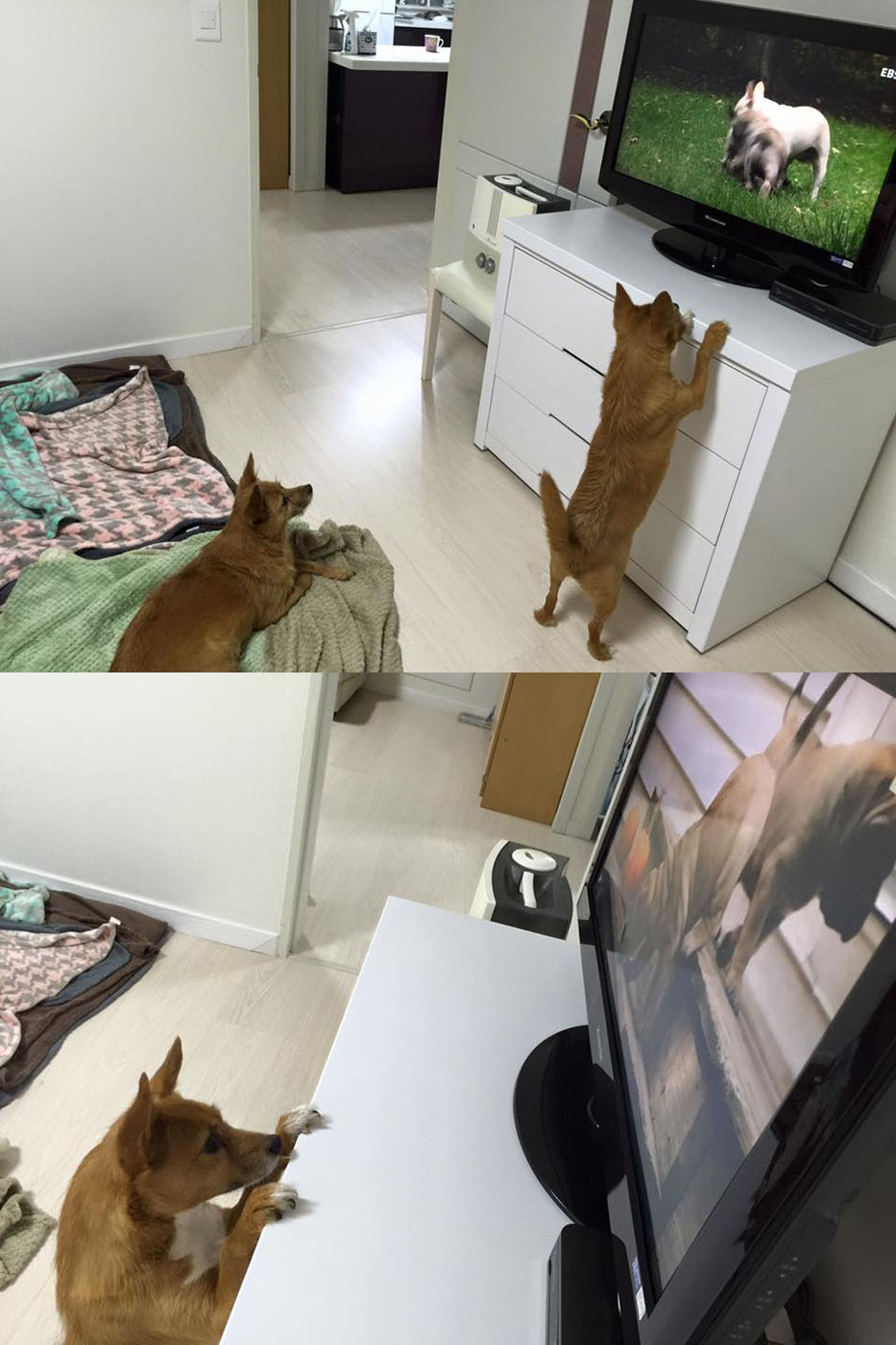 태양이, 담비의 크리스마스 - 이제 7살이 됩니다!