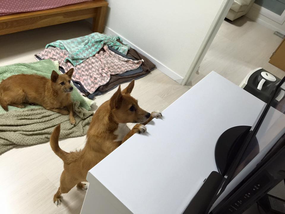태양이, 담비의 크리스마스 - 이제 7살이 됩니다!