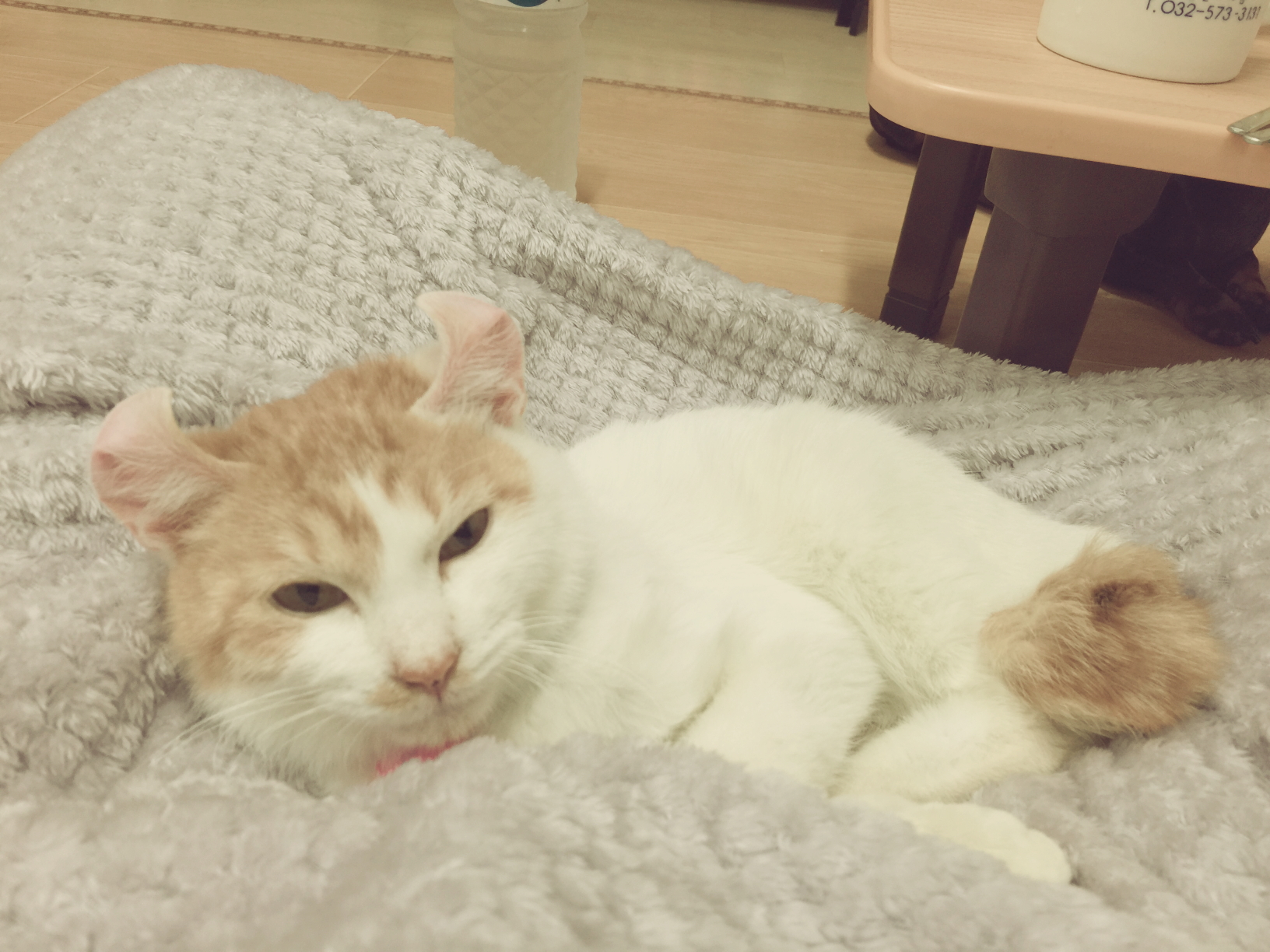 로나와의 시작! 첫 후기!