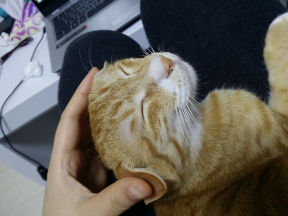 꼬미의 두번째 입양 후기....넘 늦게 올렸네요...ㅠㅠ