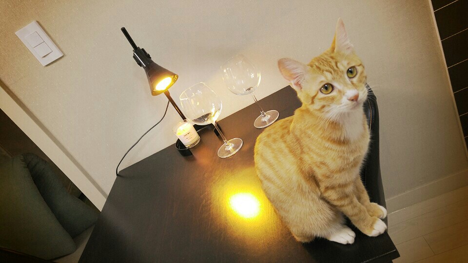꼬미의 두번째 입양 후기....넘 늦게 올렸네요...ㅠㅠ