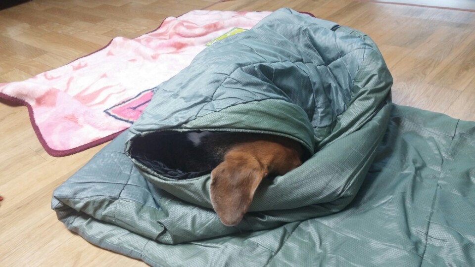 미키가 노는 방법...