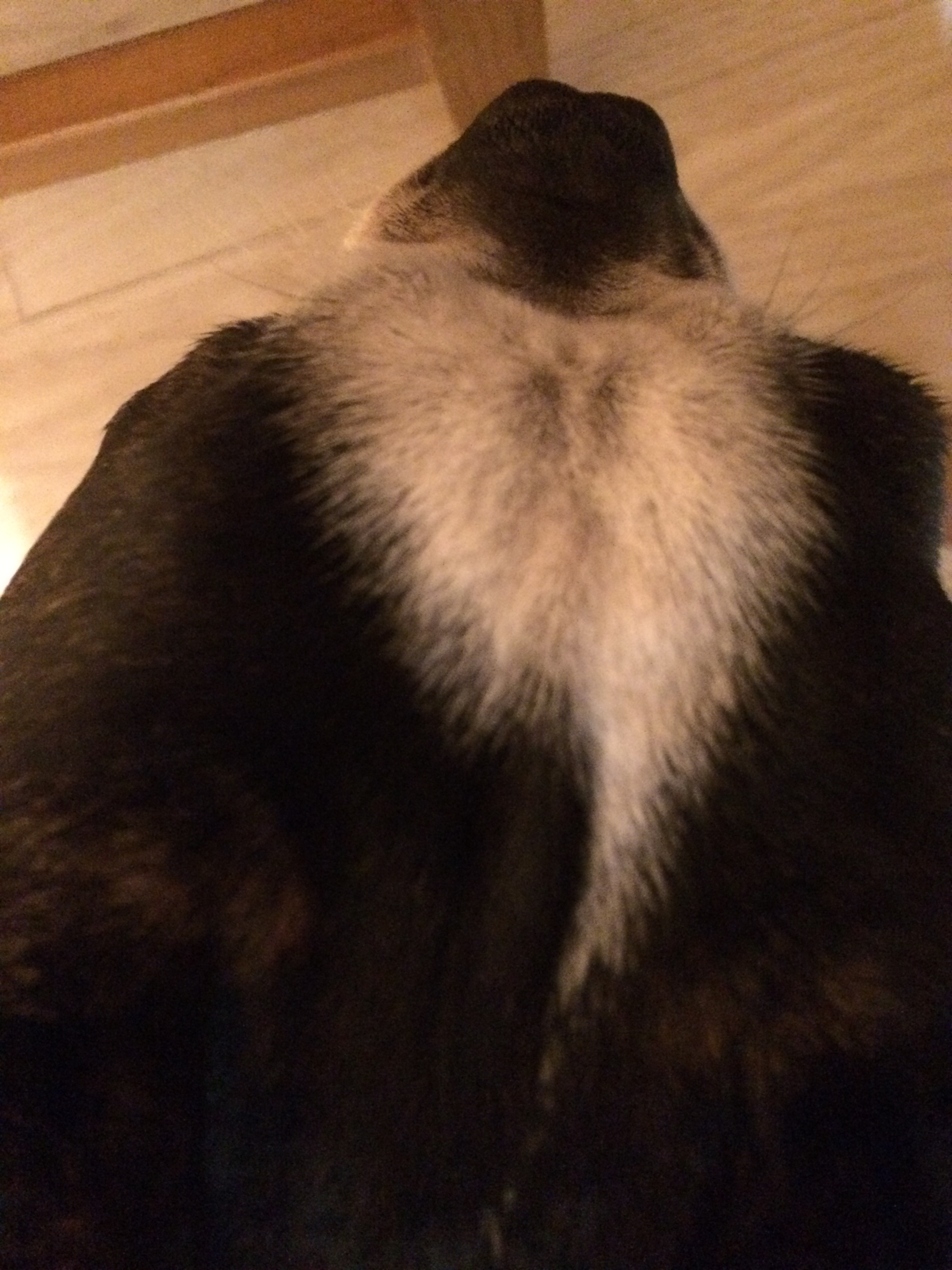 보스