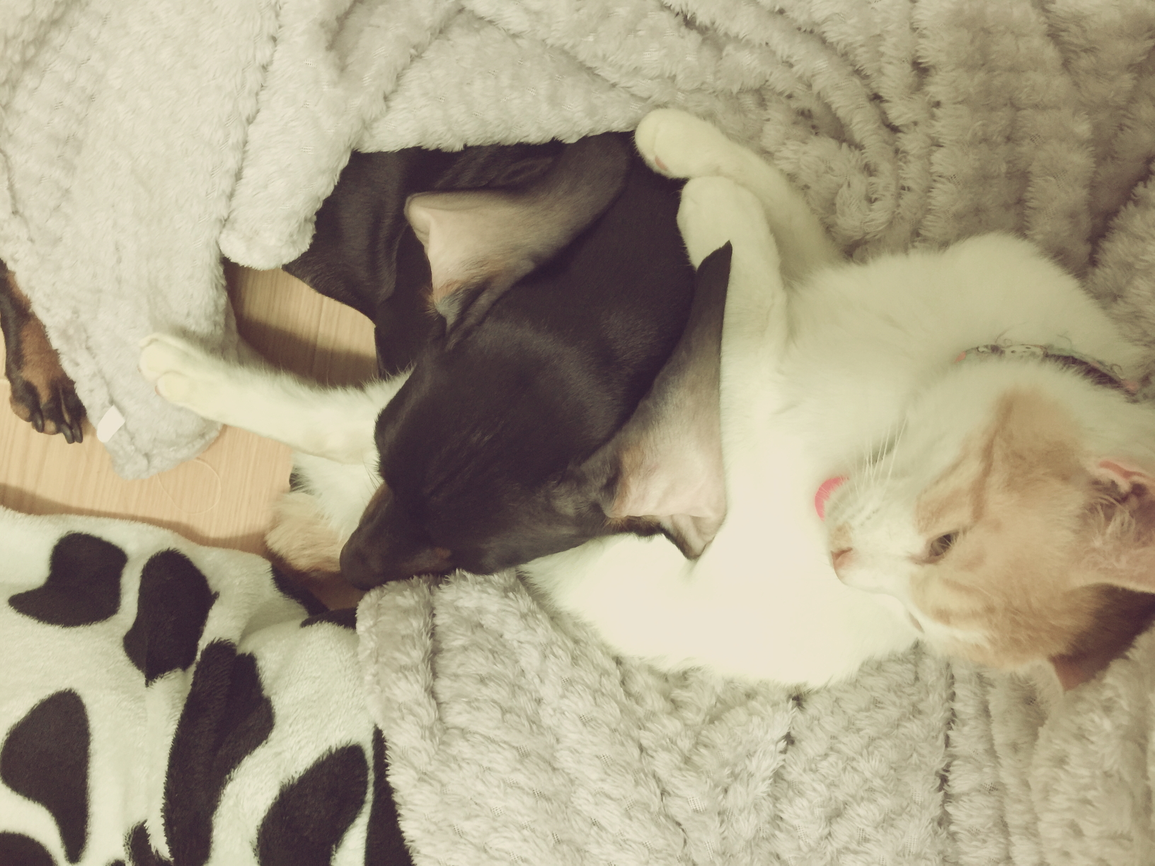 로나의 입양 후 두번째 후기♥♥♥♥