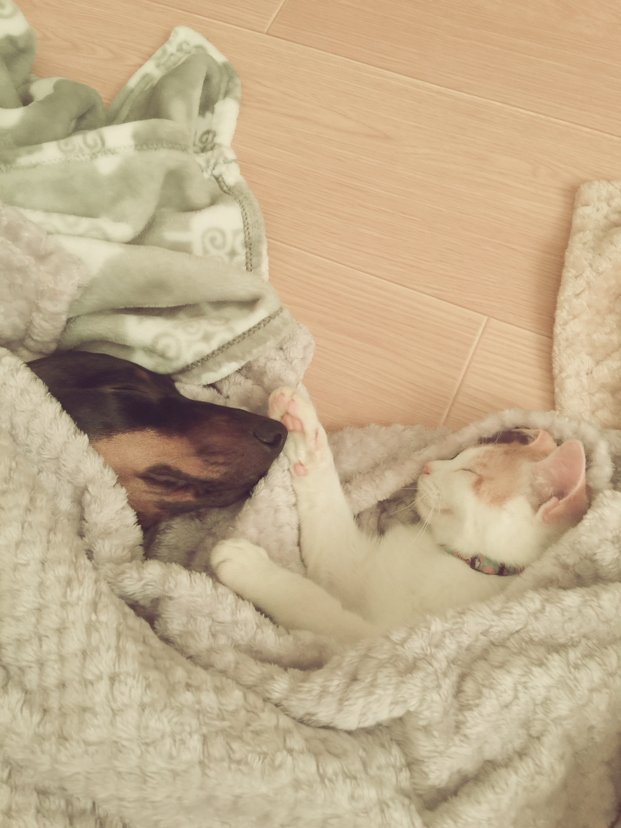 로나의 입양 후 두번째 후기♥♥♥♥