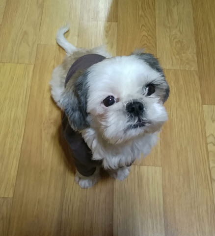 참이의 두번째 이야기