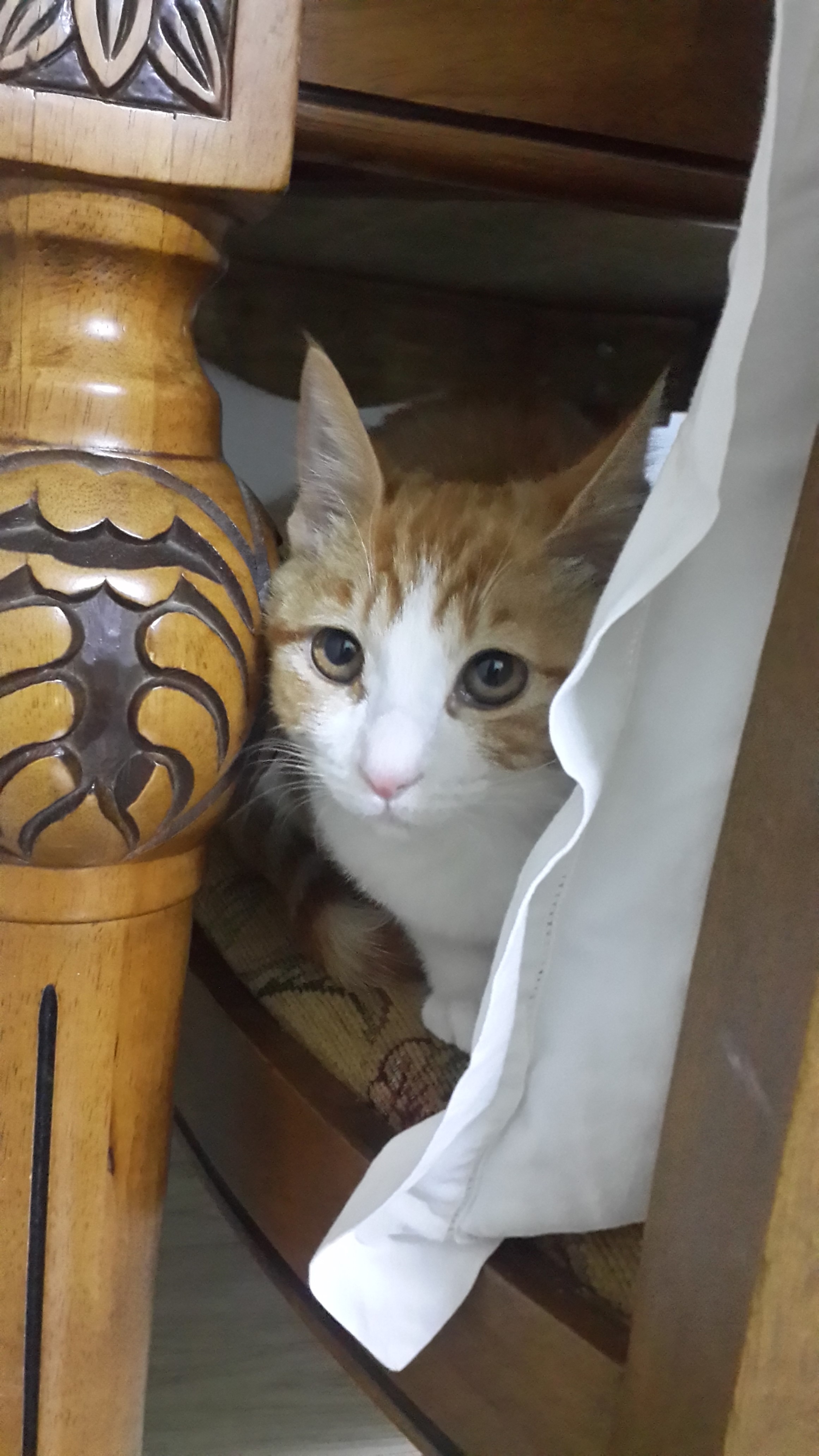 새침떼기 쇼피 적응중이에요