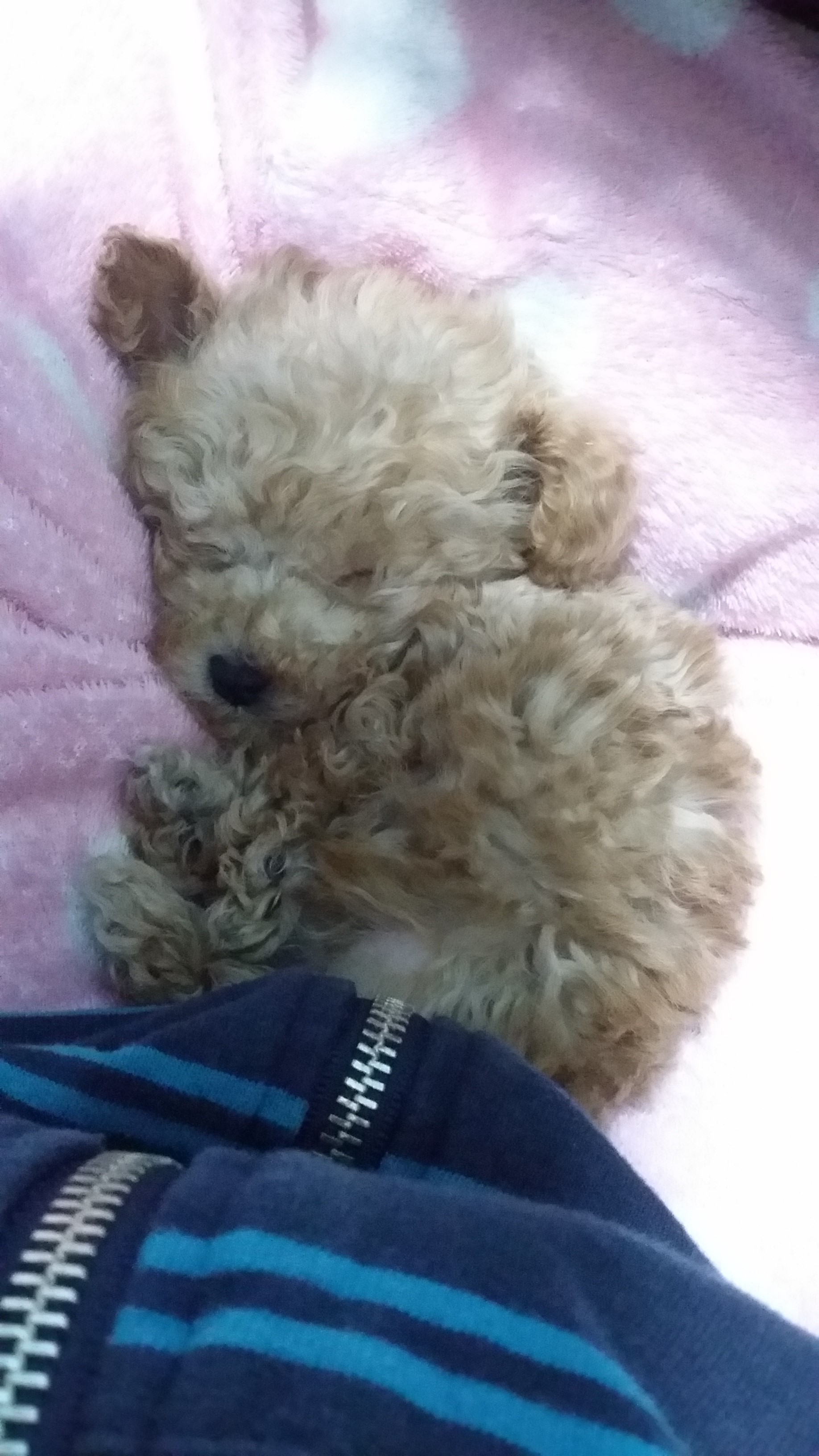 크림푸들 입양했어요~