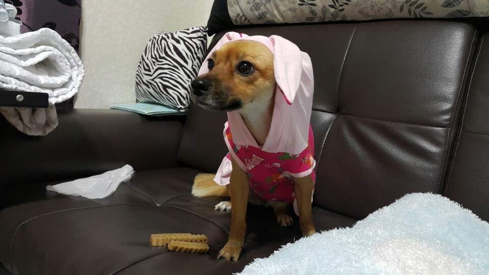 치노 심장사상충 완치 판정 받았어요