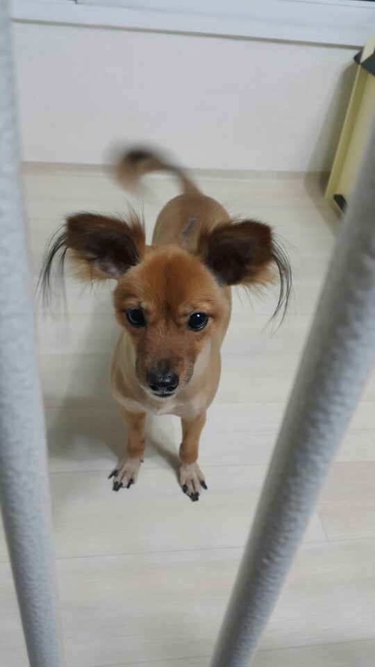 치노 심장사상충 완치 판정 받았어요
