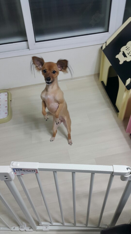 치노 심장사상충 완치 판정 받았어요