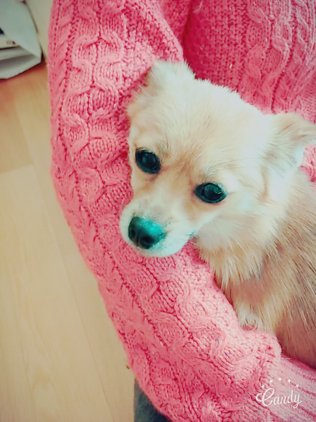 땅콩이의 두번째 이야기