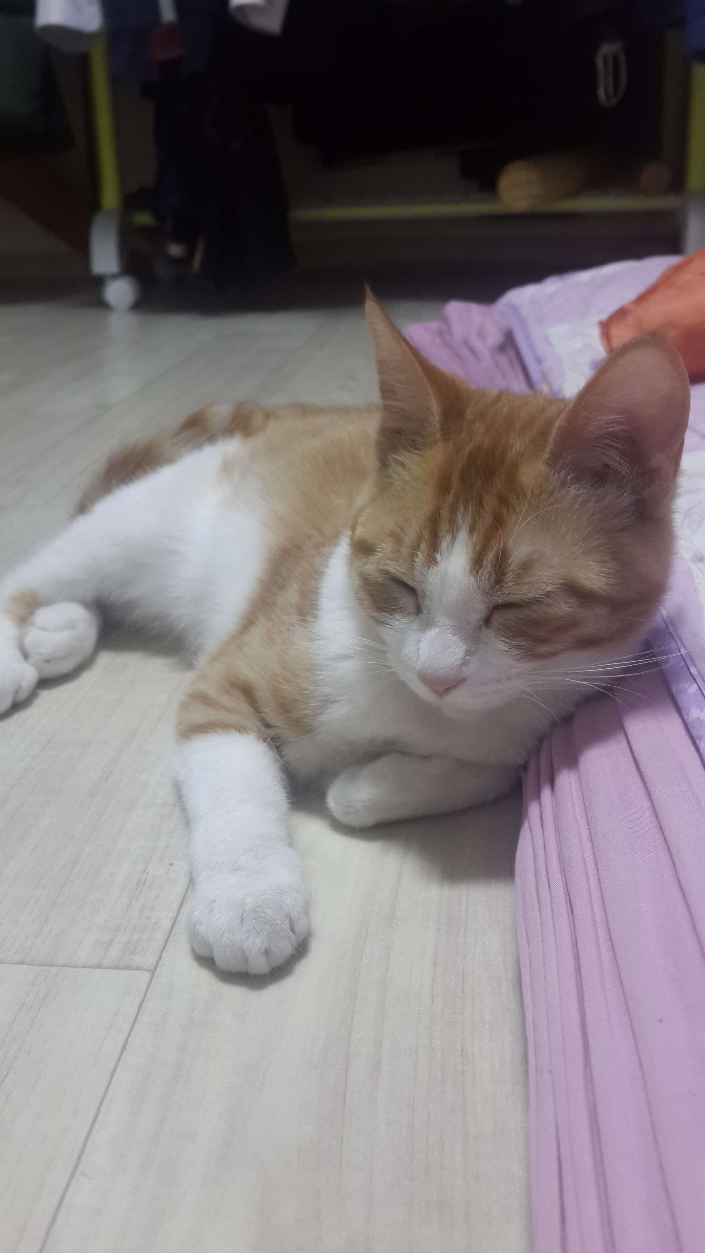 애교쟁이 아기고양이 ^^