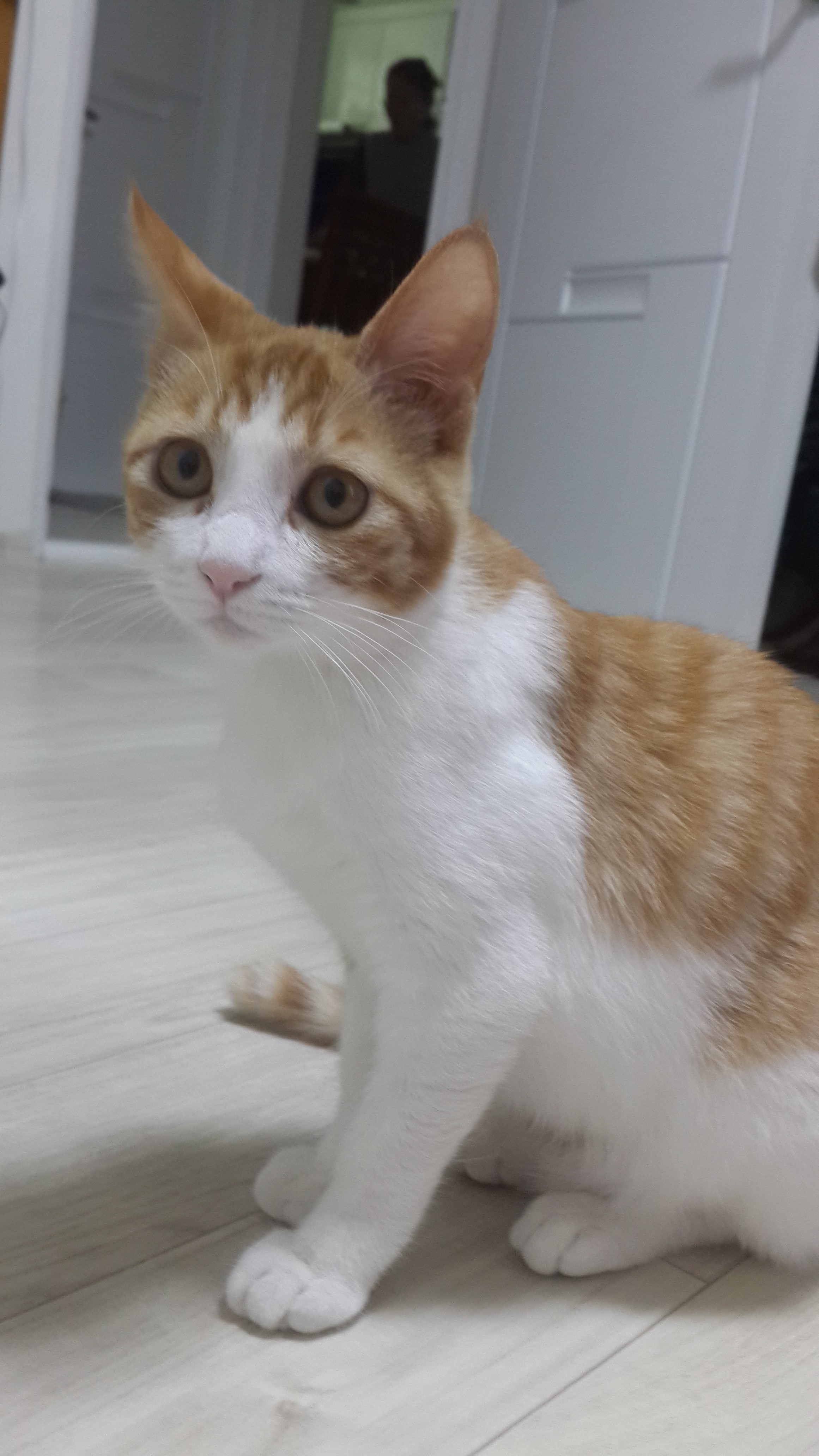 애교쟁이 아기고양이 ^^