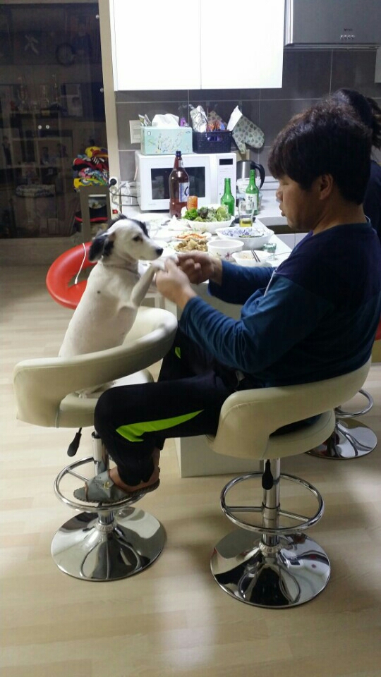 ♥두렁이가 온지 1년이 되었어요♥