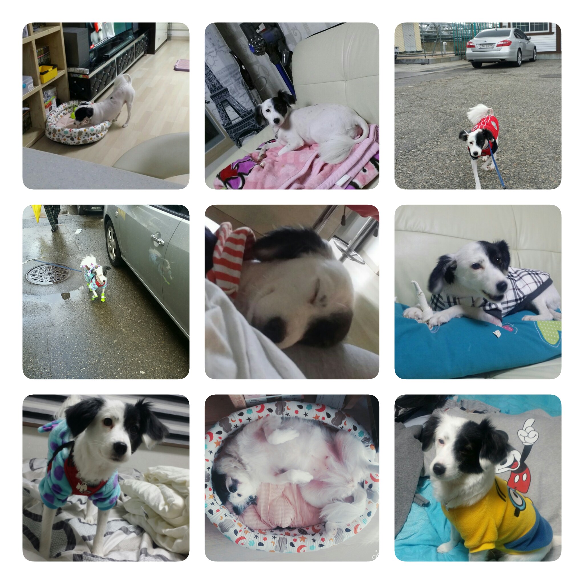 ♥두렁이가 온지 1년이 되었어요♥