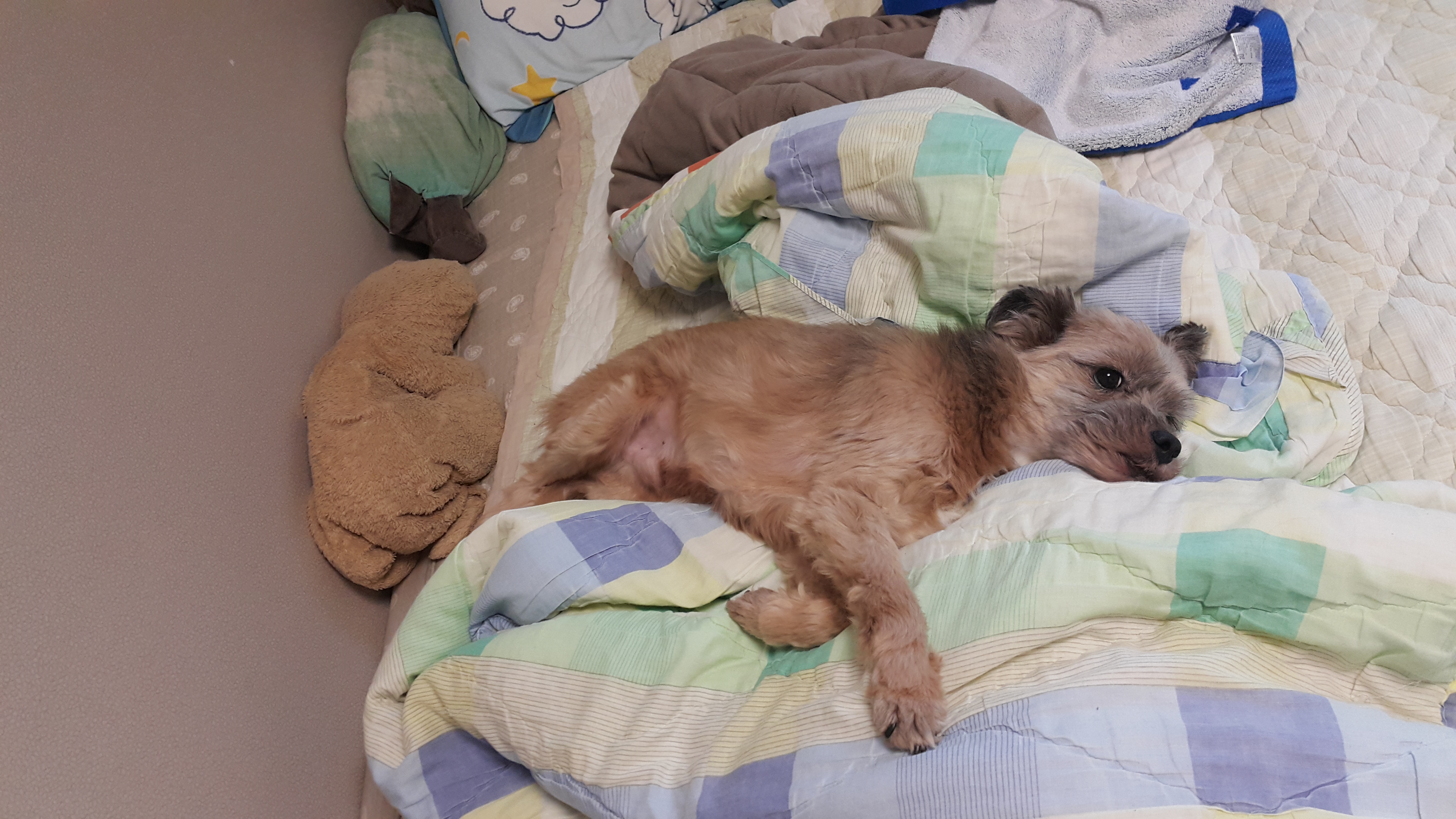 4년전에 입양해간 대방이에요~