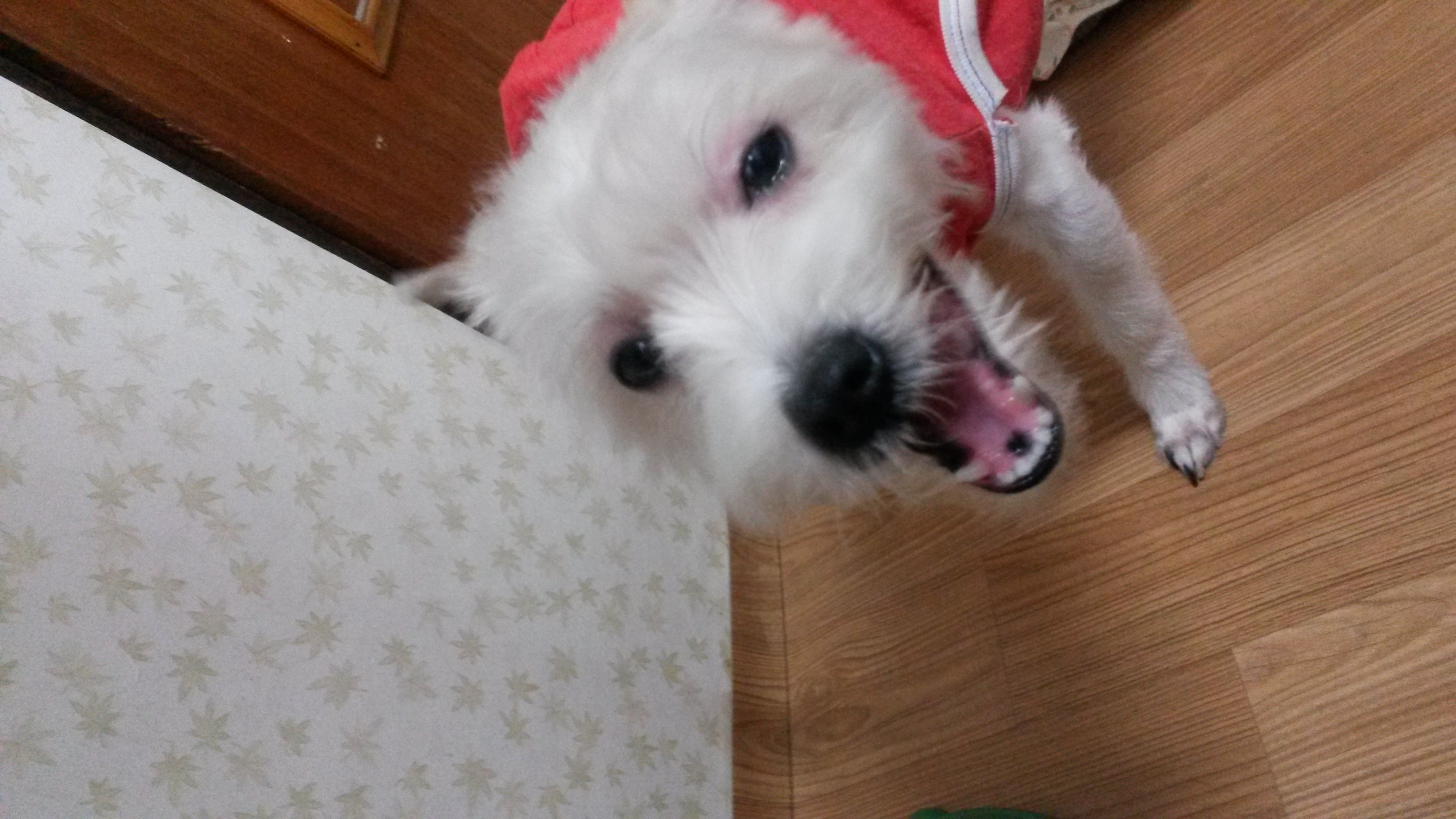 막둥이 입양온지 10일정도 되었습니다~~^^ 