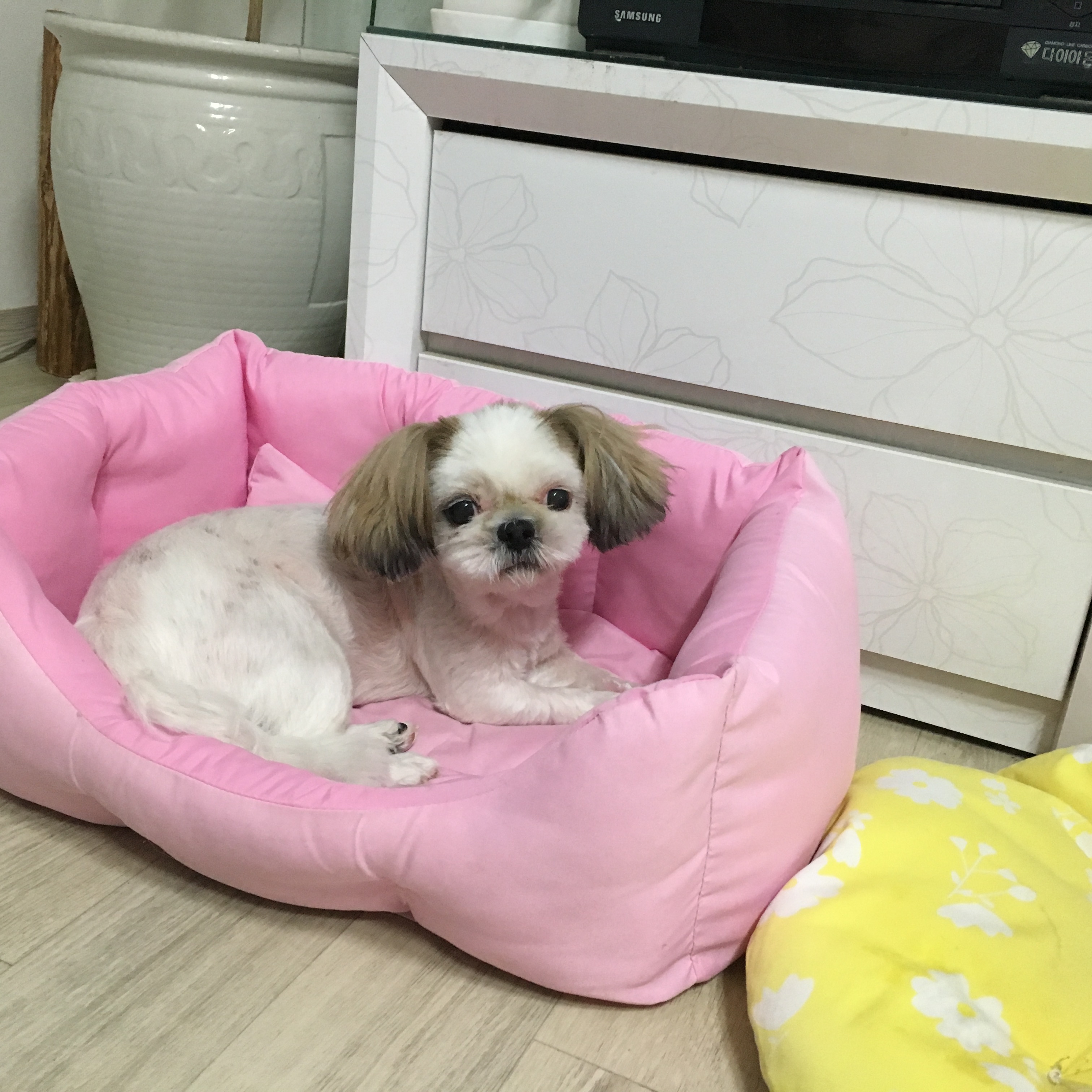 우리 순돌이(사이먼) 입양 4-5개월 후기~