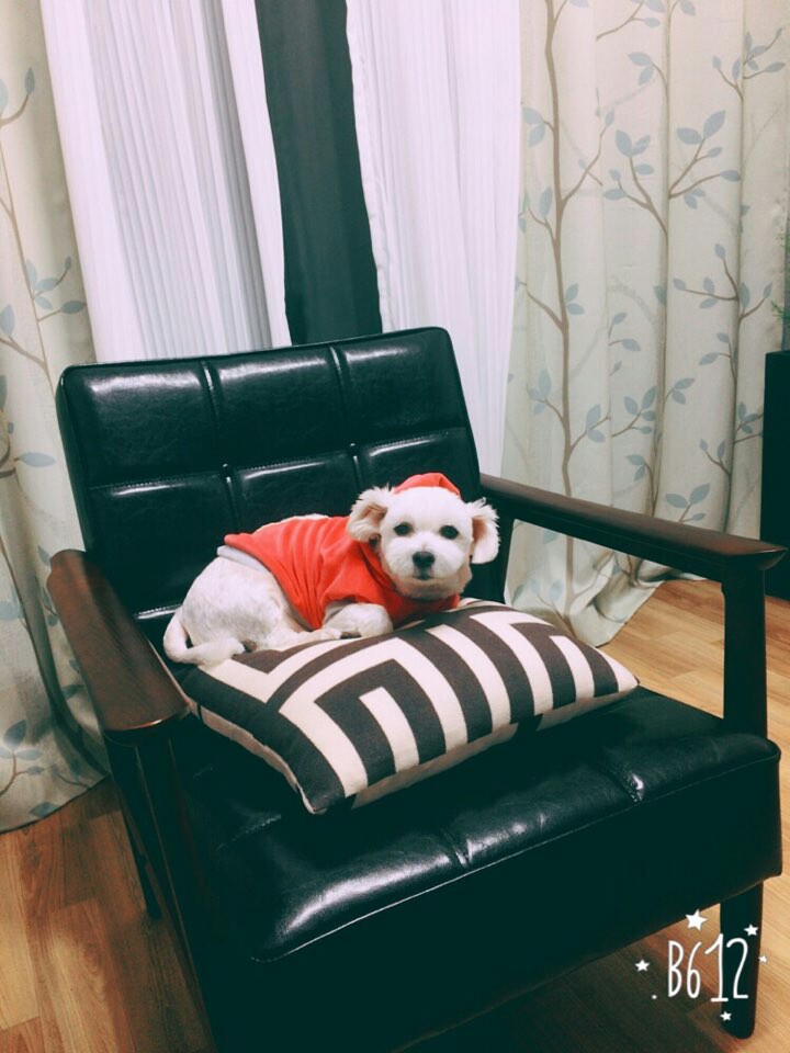 다복이 오랜만에 인사드립니다.