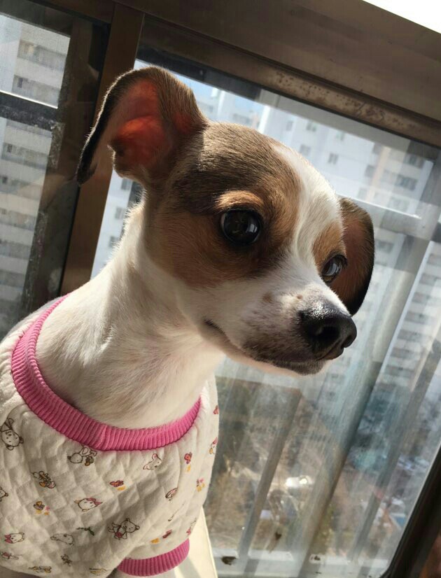 다복이 오랜만에 인사드립니다.