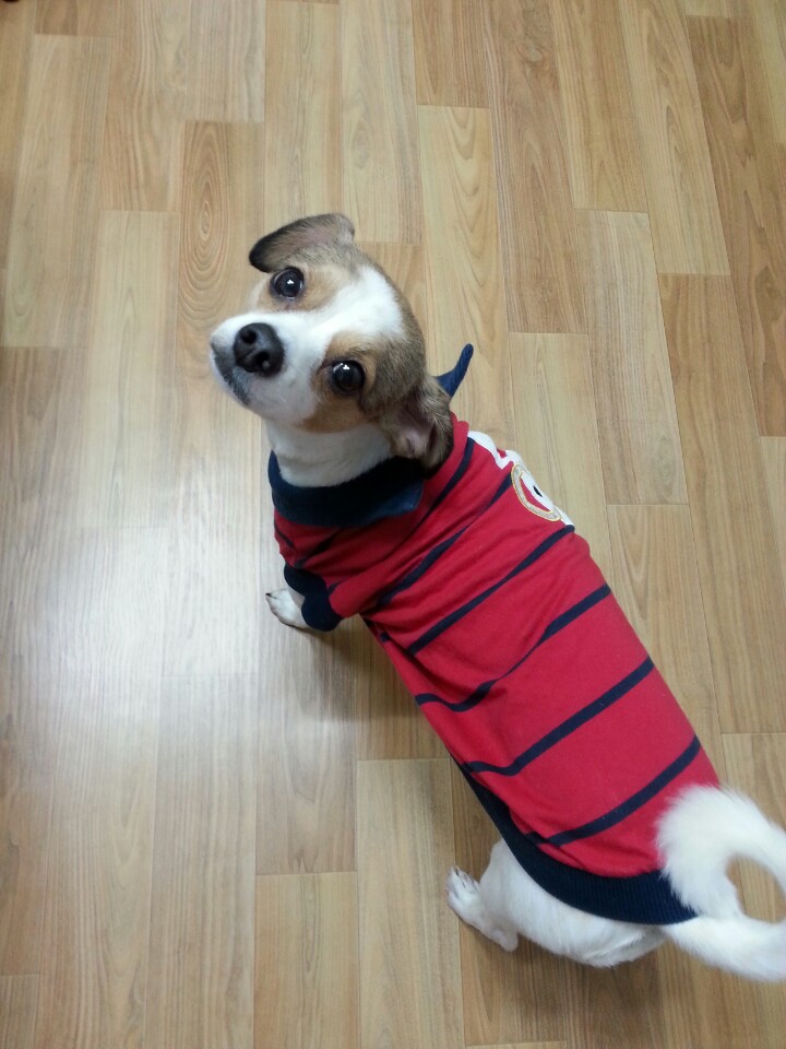 다복이 오랜만에 인사드립니다.