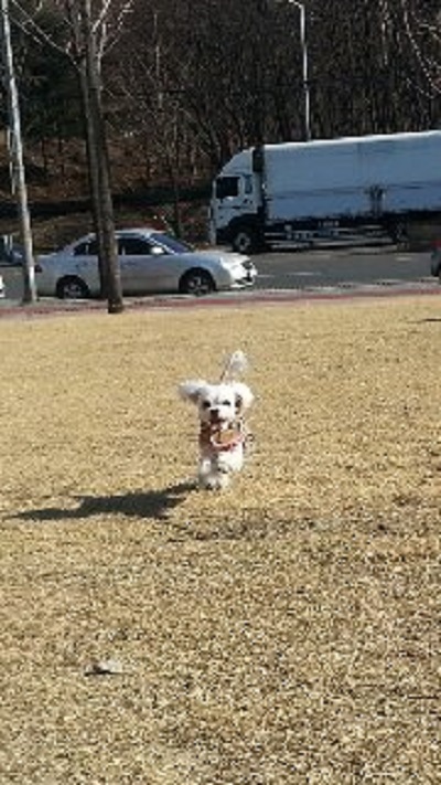 소원이 오늘 중성화 합니다.